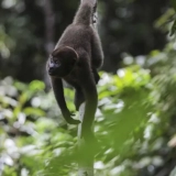 macaco